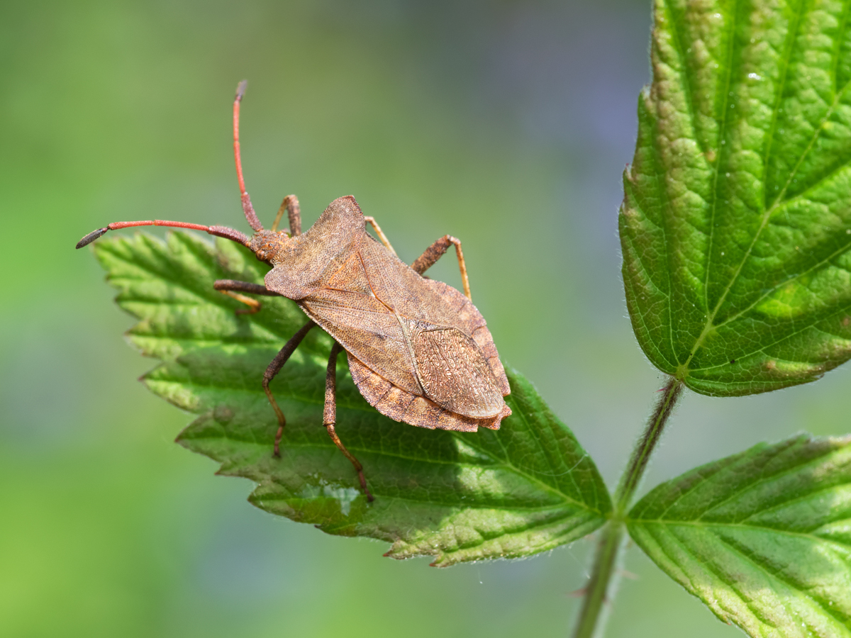 Squash Bug 1